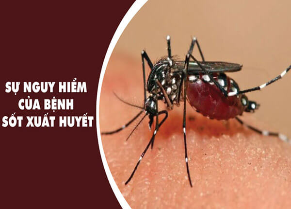Không nên chủ quan với bệnh sốt xuất huyết 